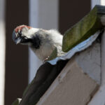 House Sparrow