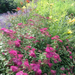 Blooming flowers
