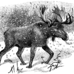 Black and white illustration of a bull moose walking in snow