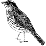 Ovenbird