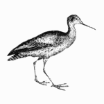 Black and white illustration of a sandpiper