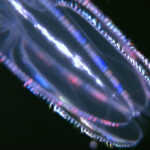 Comb Jelly