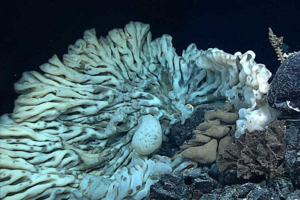how far do sponges move around